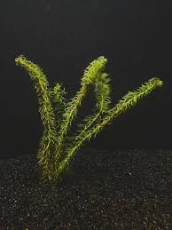 Image result for Najas