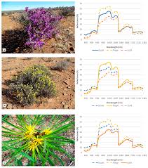 Image result for Geigeria filifolia