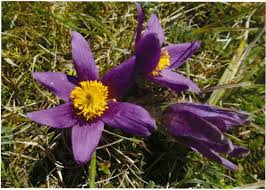 Hours may change under current circumstances Https Www Ntu Ac Uk Data Assets Pdf File 0019 1114129 A John Clare Flora By M M Mahood Pdf