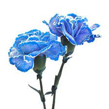Blue Tinted Carnation Blue Carnations Carnations Blue Wedding Flowers