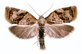 Image result for Archips podanus