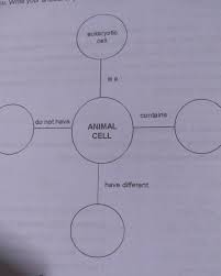 All animal cells contain organelles. What S Newactivity 2 Thinkdirections Based On The Illustration Below Fill In The Circle With Words Brainly Ph