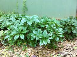 Beautiful Summer Ground Cover Foliage Lenten Rose Ground Cover Rose