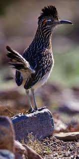 Birds Of The Southwest United States The Greater Roadrunner Geococcyx Californianus Is A Long Legged Bird In The Cuckoo Family From Southwestern U Beautiful Birds Most Beautiful Birds Pet Birds