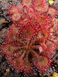 Image result for Drosera pilosa