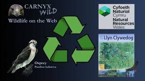 Live Wildlife Camera Lockdown Handykam Com