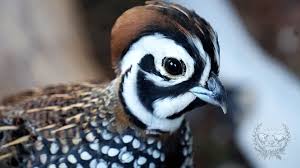 Montezuma ii was the ninth emperor of the aztec empire who ruled from 1502 to 1520. Montezumawachteln Cynthia S Hobbyzucht