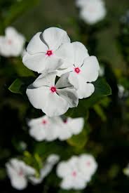 Pink And White Vinca Flowers Vinca Flowers Planting Flowers