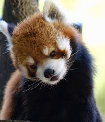 redpanda chibazoo 風太師匠今日も決まってます 千葉市動物公園 レッサーパンダ red panda animals animals wild