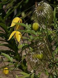 Elliptica (endl.) domin clematis aristata subsp. Clematis Tangutica Wikipedia