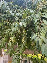 Image result for Putranjivaceae