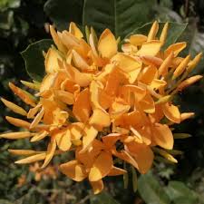 Image result for Ixora coccinea