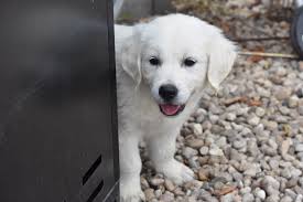 Have you ever seen a dog lay down under a table or chair? About Us Golden Light Cremes