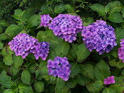 Image result for Hydrangeaceae