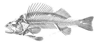 Instant Art Printable Download Fish Skeleton The Graphics Fairy Skeleton Drawings Fish Skeleton Fish Drawings