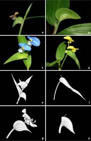 Image result for Commelina albescens