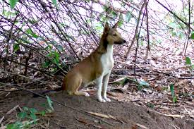 Image result for domestic dog