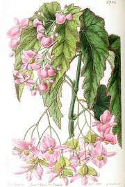 Image result for Ipomoea chloroneura