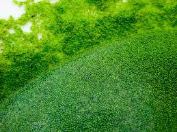 Image result for Globia algae
