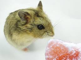 Here they eat salt laden earth. Do Hamsters Need Salt Licks 5 Things To Consider Vivo Pets