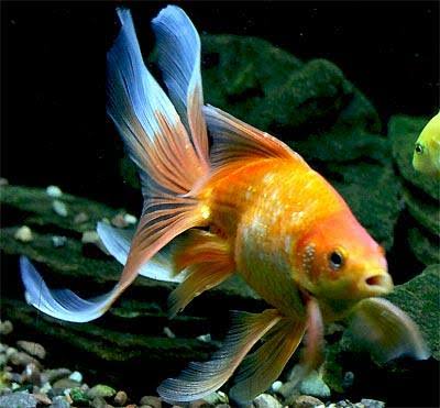 Mga resulta ng larawan para sa Fan tailed goldfish"