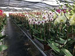 Orchid Nursery First Orchid Nursery Orchid Nursery Types Of Orchids Orchids