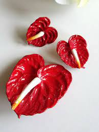 Vintage West Germany Anthurium Flower Brooch Pin And Earring Set Glossy Red Celluloid Hawaiian Heart Tropical Flower Jewellery Anthurium Flower Vintage Jewels