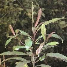 Image result for Rapanea melanophloeos