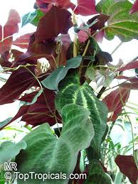 Image result for Dioscorea minutiflora