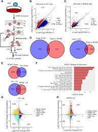 People are considered susceptible to ebv infection if they do not have antibodies to the vca. Identification Of An N6 Methyladenosine Mediated Positive Feedback Loop That Promotes Epstein Barr Virus Infection Journal Of Biological Chemistry