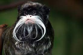 Pin On Tamarin