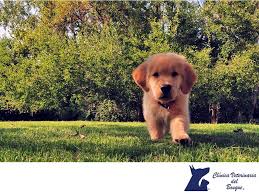 Check spelling or type a new query. Pin On Tips Para Mascotas