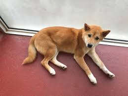Advertise, sell, buy and rehome japanese shiba inu dogs and puppies with pets4homes. Black Country Man Banned From Keeping Animals After Abusing Shiba Inu Puppy Express Star