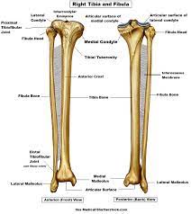 When looking at any leg bones diagram femur wiring diagram, get started by familiarizing your self with the symbols that are being used. Tibia And Fibula Bone Anatomy
