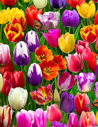 Rainbow Tulips Butterfly Spring Leaf Green Digital Print In 2020 Flower Wallpaper Flower Art Tulips Flowers