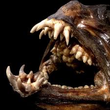 Oct 30, 2018 · the fangtooth fish, getting its name from its teeth, has been popularized by the film finding nemo, and is definitely a scary sight to see. 25 Terrifying Sea Creatures That Somehow Exist In This World
