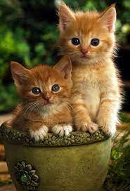 Lots of purebred kitten photos and mixed breed kittens. Wild Tigers Spot Man And Fill His Heart With Kittens Cutest Cats Cute Cats