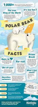 It S Polar Bear Week Polar Bear Infographic Polar Bear Facts Polar Bear