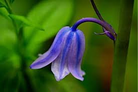 Maybe you would like to learn more about one of these? How To Grow Bluebells Urban Garden Gal