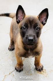 Beschreibung am 6.08.17 brachte meine malinois hündin 13 wundervolle putzmuntere welpen auf die welt. Wir Sind Bald Wieder Zuruck Hunde Welpen Malinois Welpen Welpen