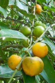 Image result for Garcinia buchneri
