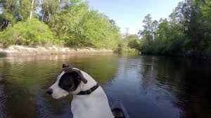 Blackwater canoe rental on the blackwater river. Blackwater Joes Canoeing And Camping Fun River Adventures