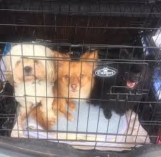 Crate training uses a dog's natural instincts as a den animal. How To Crate Rest Your Injured Dog And Not Go Crazy