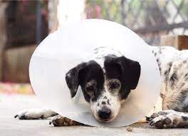 How To Care For Your Pet After Surgery Petmd