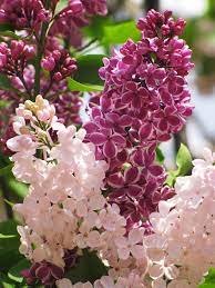 Free Daily Desktop Android Iphone Wallpaper By Webshots Lilac Flowers Lilac Bushes Lilac Tree