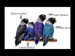 Youtube Love Birds Pet African Lovebirds Lovebird Pet