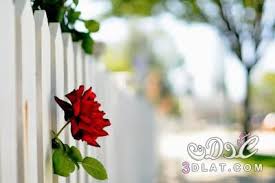 خلفيات للتصميم 2020 صور فوتوشوب للتصميم بدقة عالية hd field wallpaper background images wallpapers phone wallpaper images