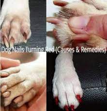 Dog Nails Turning Red Causes Remedies Dog Nails White Toenails Red Toenails