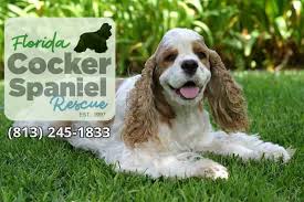 She is a female 2 years old, she is spayed? Cocker And English Spaniel Rescue Off 73 Www Usushimd Com