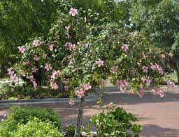 The hibiscus tree enjoys full sunlight and will need plenty of it if you want it to produce an abundance of flowers (better homes and gardens). Weeping Hibiscus Tree 2 For Seeing God S Beauty The Be Flickr